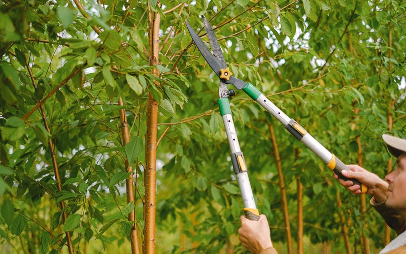 Tree trimming in Walton, OR